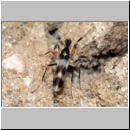 Tachydromyia sp - Langbeinfliege 5mm 01b.jpg